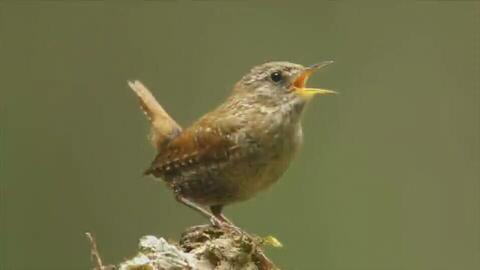 山噪鹛叫声视频,揭秘山林中的神秘旋律