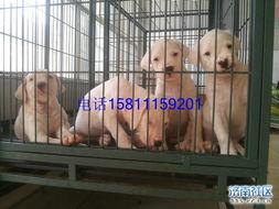 犬捕猎视频,野性本能的生动演绎