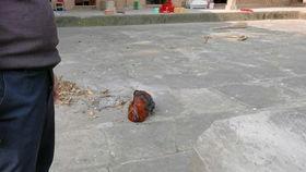 杀鸡的视频,揭秘杀鸡瞬间