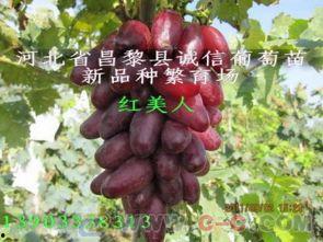 葡萄a17视频,揭秘视频中的科技魅力