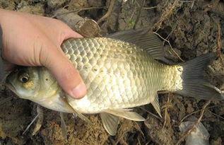 养鲫鱼视频,从入门到精通