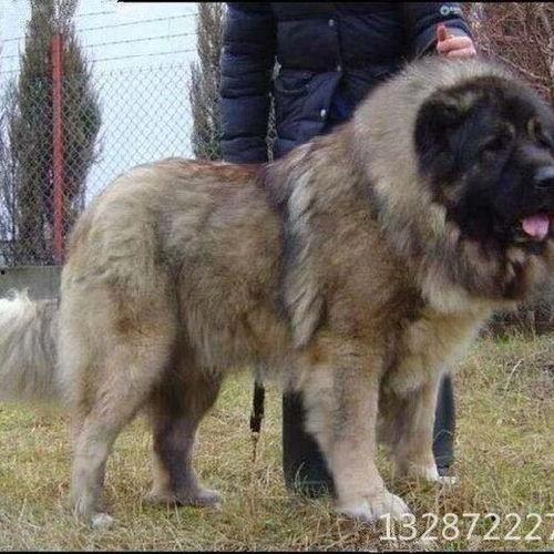 高加索犬交配视频,见证纯种犬交配的神秘面纱